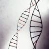 DNA models, (Close-up)