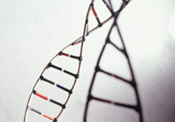 dna strand, dna_structure