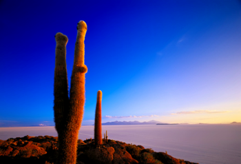 Bolivia, Salar de Uyuni, Isla del Pescado, cactus