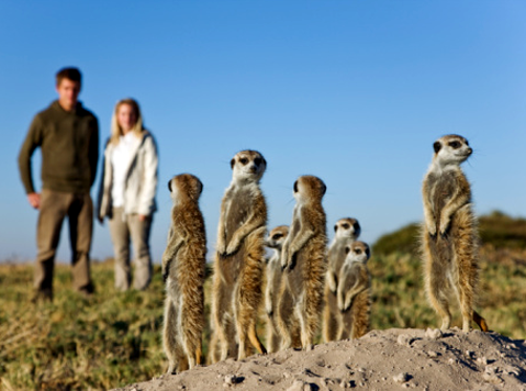 Suricate / Meerkat with tourists