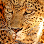 Hiding Leopard. Moremi, Botswana