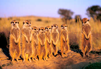 Suricate (Suricate Suricatta) Kalahari Desert, Botswana