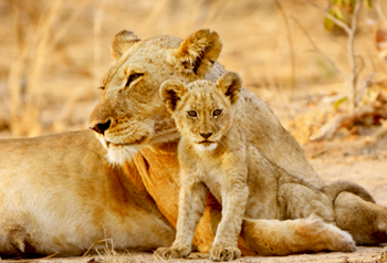 Lioness and cub, Kafue NP, Zambia