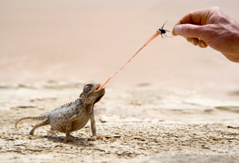 Chameleon snatches bug from hand with its tongue