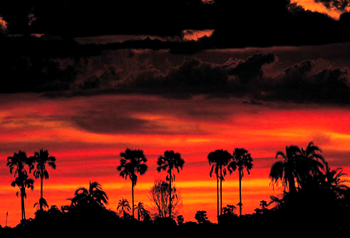 Red sunset and palms, Okavango Delta, Botswana