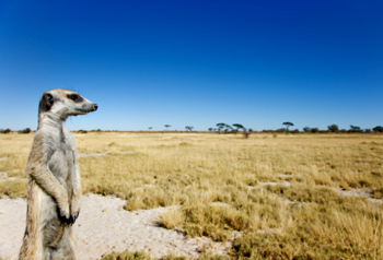 Suricate / Meerkat (Suricata suricatta) Sentinals stand upright to gain wider view of surrounding area / Distant Arid areas of Southern Africa Botswana