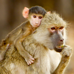 Yellow Baboon, South Luangwa NP, Zambia